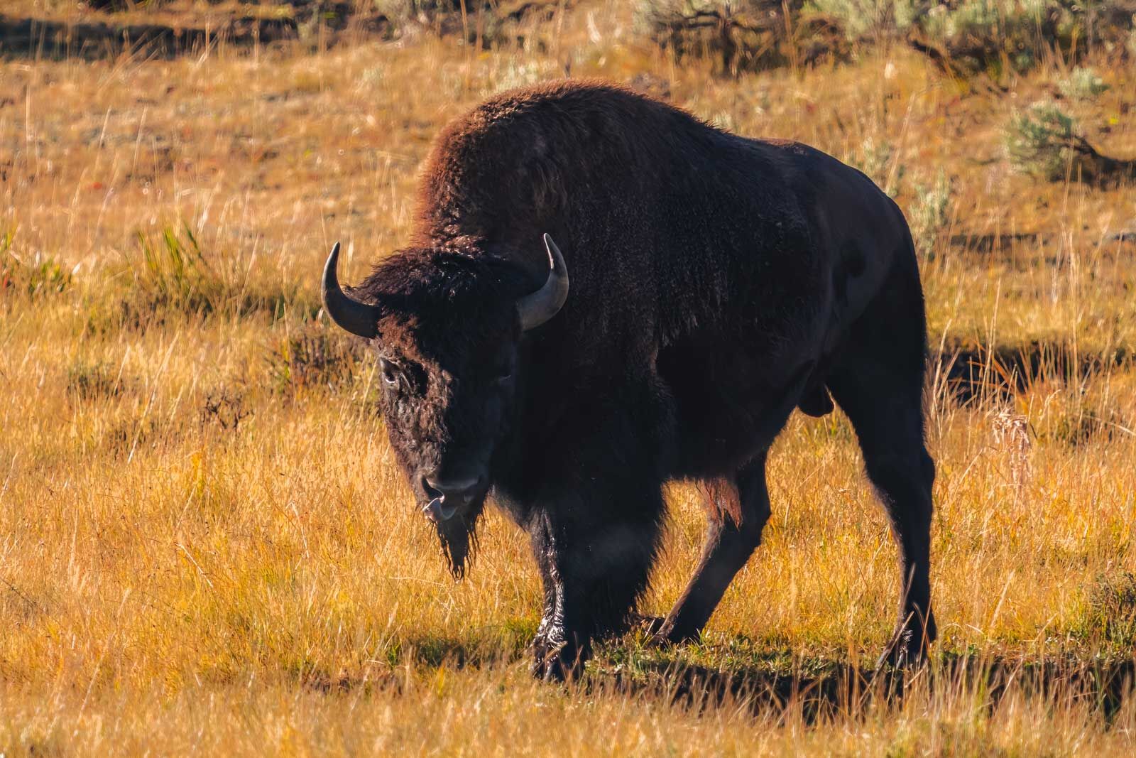 Cosas que hacer en el Parque Nacional de Yellowstone Hayden Valley Bison