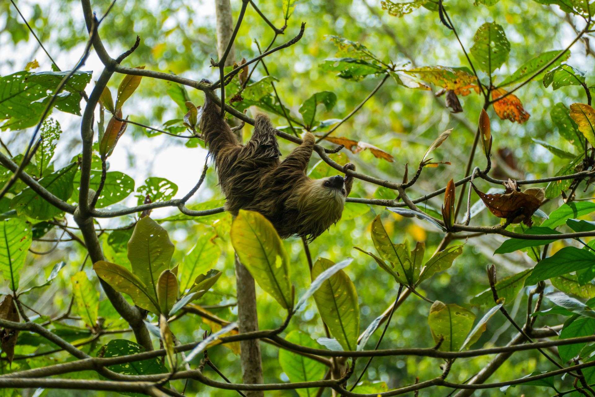 Un perezoso colgando de la rama de un árbol en Costa Rica
