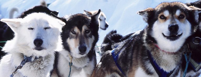 Trineos tirados por perros de invierno