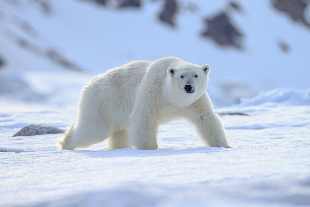 datos interesantes sobre svalbard: un oso polar representado en la nieve blanca