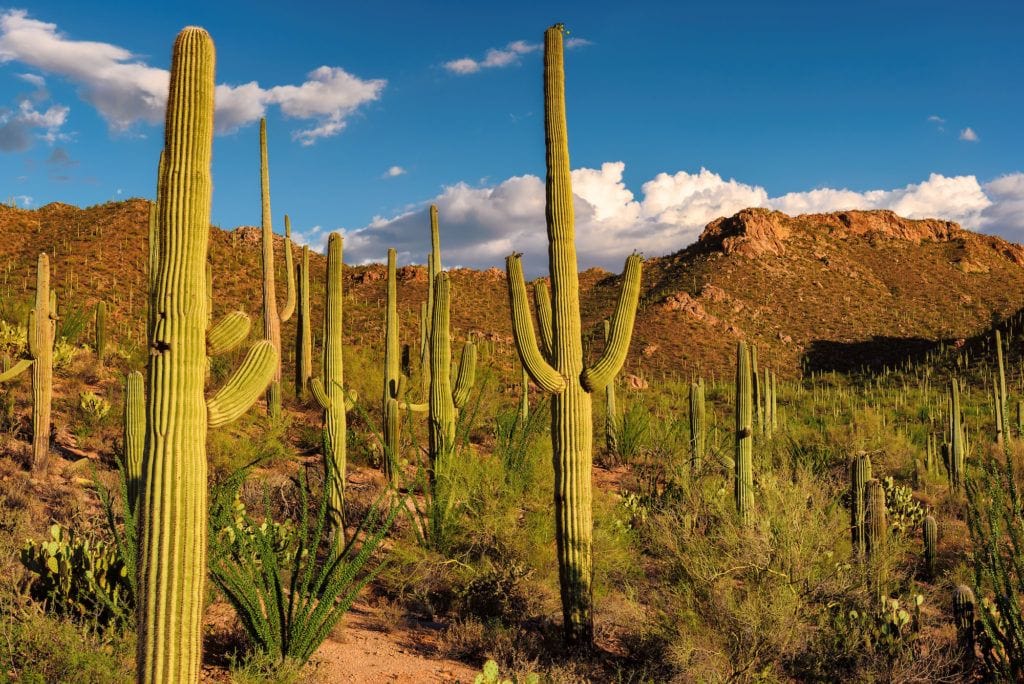 Cactus Saguaro gigante en un paisaje desértico en Tucson, Arizona