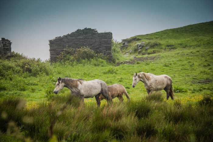 Caballos en Field Wild Atlantic Way -Consejos de viaje a Irlanda