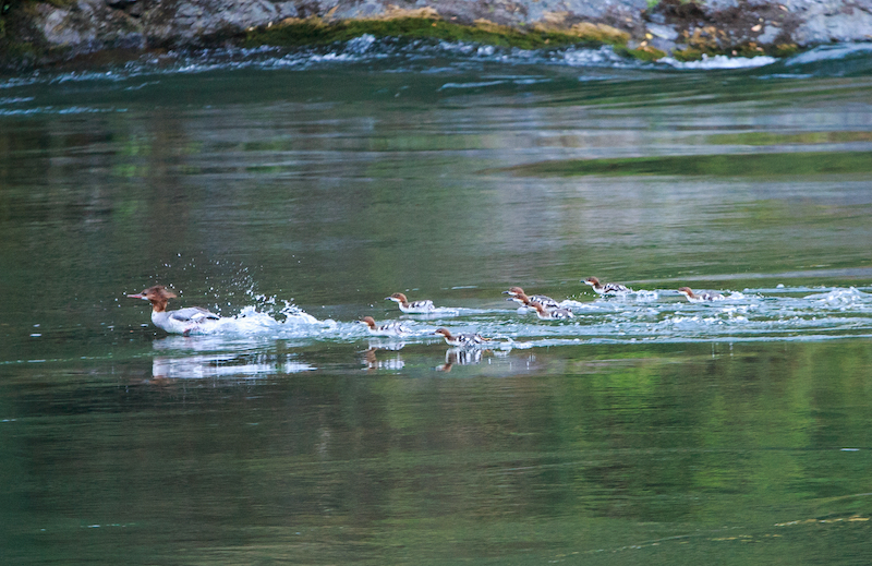 Una familia de pollos de agua en el río Rogue