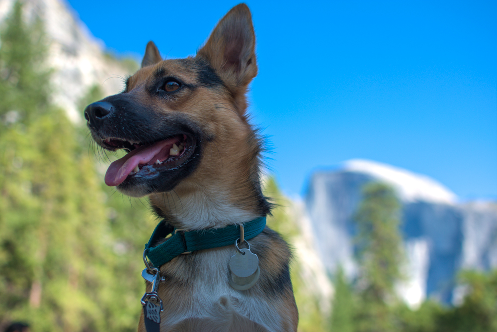 Un perro en Yosemite, uno de los más dog-friendly de Estados Unidos