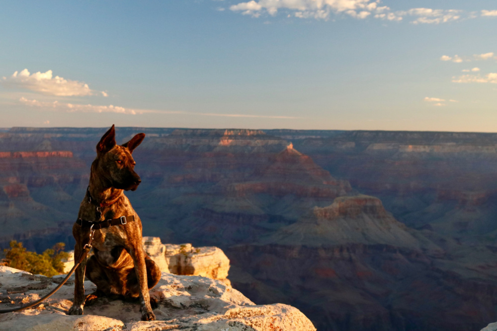 Un perro en el parque nacional del Gran Cañón, uno de los más amigables con los perros en Estados Unidos.