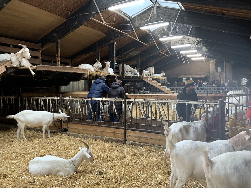 granja de cabras amsterdam - itinerario de fin de semana en amsterdam