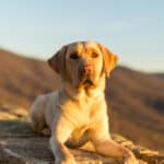 Clasificado los parques nacionales mas aptos para perros de Estados