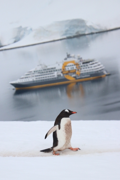 pinguino con bote