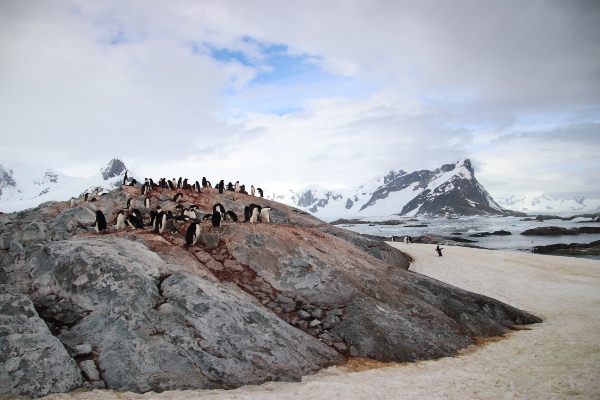 pinguinos en roca