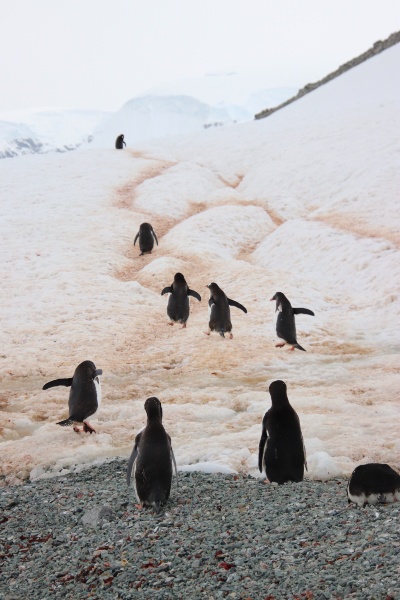 Carretera del pingüino